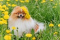 A beautiful fluffy dog Ã¢â¬â¹Ã¢â¬â¹sits among flowers with a wreath on his head and smiles. Royalty Free Stock Photo